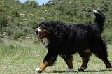BOUVIER BERNOIS 452